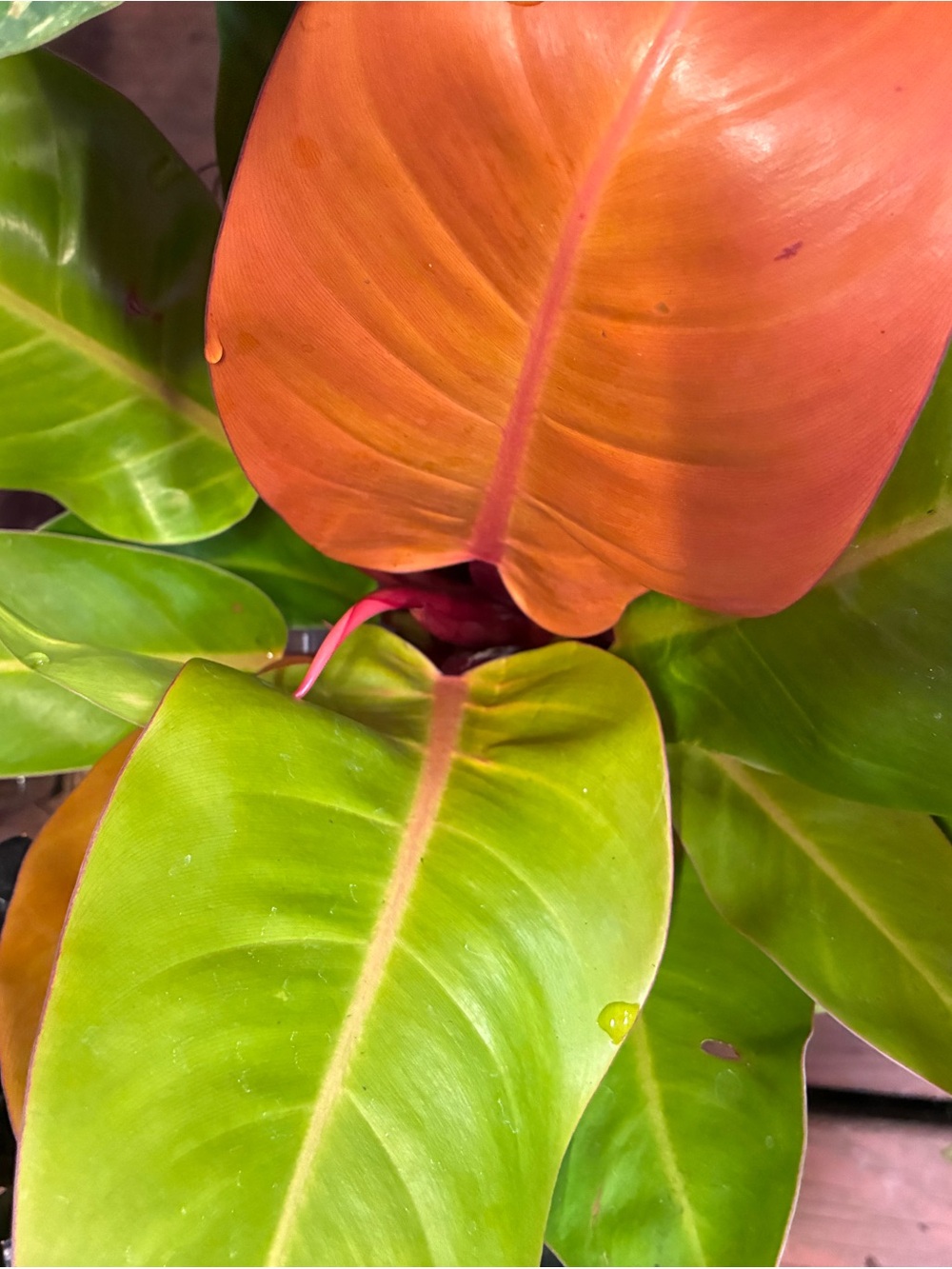 Philodendron Prince of Orange with Vibrant Red-Orange and Bright Green Leaves